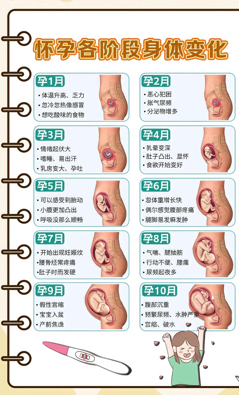 揭秘供卵代孕妈妈怀孕小腹分两节，孕期变化的奥秘文山代生机构: